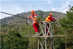 銅陵供電公司成功排除電力通信光纜鼠患